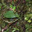 ﻿Phalaenopsis medogensis (Orchidaceae, E ...