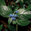 Hydrangea xinfeniae (Hydrangeaceae), ...