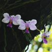 ﻿Phalaenopsis zhanhuoensis (Orchidaceae, V ...