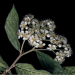 ﻿A new species of Cotoneaster (Rosaceae) f ...