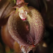 Bulbophyllum romklaoense (Orchidaceae), ...