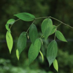 Piper motuoense, a new species of Piperaceae ...