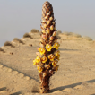 An account of the genus Cistanche (Orobanchaceae) ...