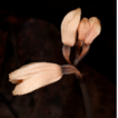 Gastrodia ...
