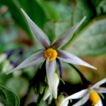 Solanum stellaticalycinum, a new simple-leaved ...