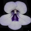 Metapetrocosmea ...