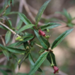 Lonicera ...