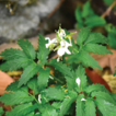 Cardamine ...