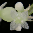 Taxonomic studies on the genus Hydrocotyle ...