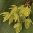 Three new species of Pleurothallis (Orchidaceae) ...