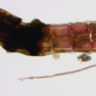 A new species Erythrotrichia bohanensis ...