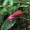 A forgotten gem: Mendoncia affinis (Acanthaceae), ...