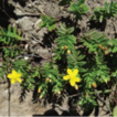 Hypericum shunhuangshanense (Hypericaceae), ...