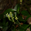 Justicia tiandengensis (Acanthaceae), ...