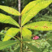Novelties in the genus Ardisia (Primulaceae) ...