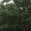 Carpinus wenshanensis (Betulaceae), a ...