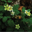 Primula jiangyouensis (Primulaceae), ...
