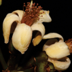 Eriotheca paganuccii (Bombacoideae, Malvaceae), ...