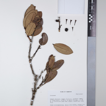 Notes on the genus Syzygium (Myrtaceae) ...