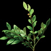 Glochidion yangchunense (Phyllanthaceae), ...