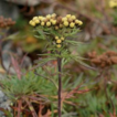 Ajania flavida (Asteraceae, Anthemideae), ...