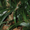 Carex qingyuanensis (Cyperaceae), a new ...