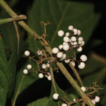 Callicarpa yongshunensis (Lamiaceae): ...