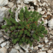 Thliphthisa sapphus (Rubiaceae, Rubieae), ...