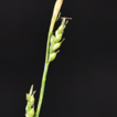 Carex linanensis (sect. Mitratae), a ...