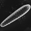 Two new diatom species of the genus Gomphonemopsis ...