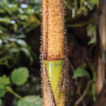 Chimonobambusa pleiacantha (Poaceae, ...