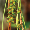 Carex duanensis (Carex sect. Rhomboidales), ...
