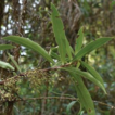 Vaccinium dehongense (Ericaceae), a new ...