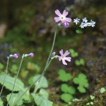 Primula weiliei (Primulaceae), a new ...