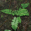 Asplenium guodanum (Aspleniaceae), a ...