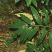 Angiopteris nodosipetiolata (Marattiaceae), ...