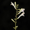 Gymnostachyum calcicola (Acanthaceae), ...