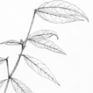 Seven new species of Rinorea (Violaceae) ...