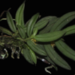 Gastrochilus immaculatus (Orchidaceae, ...