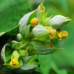 Salvia zayuensis and Salvia toxantha ...