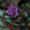 Scutellaria chenhedongensis (Lamiaceae), ...
