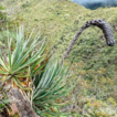 Puya ukumari sp. nov. (Bromeliaceae, ...