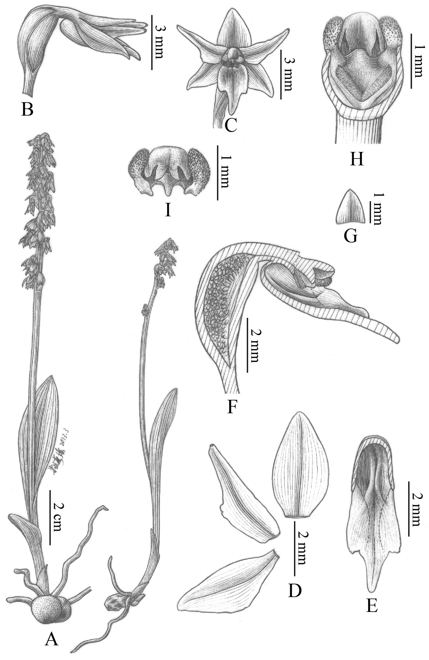 A taxonomic revision of Herminium L. (Orchidoideae, Orchidaceae)