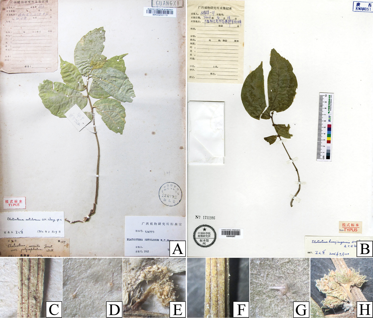 The rediscovery and delimitation of Elatostema setulosum W.T.Wang 