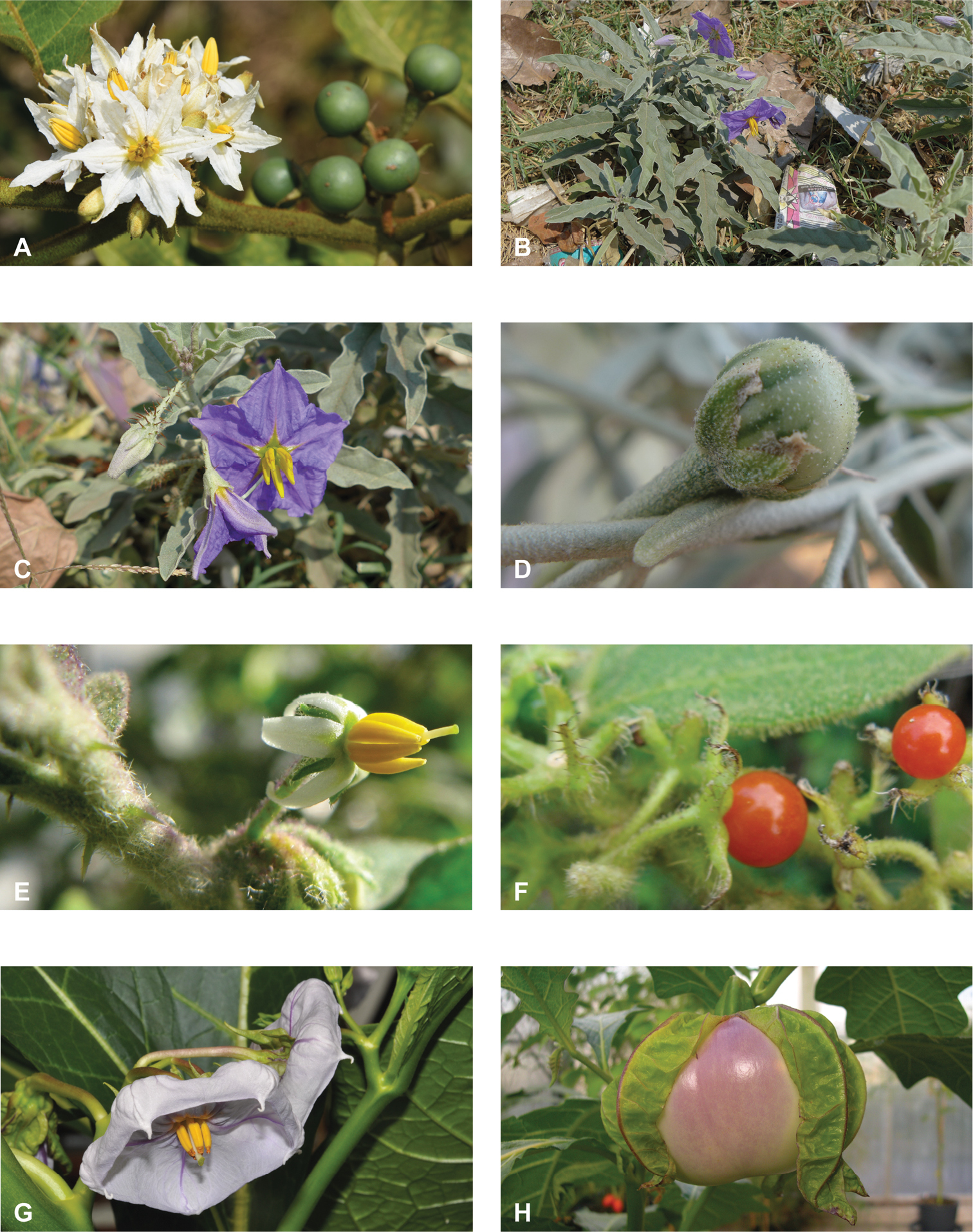 Frontiers  Taxonomic revision of Physalis in Mexico