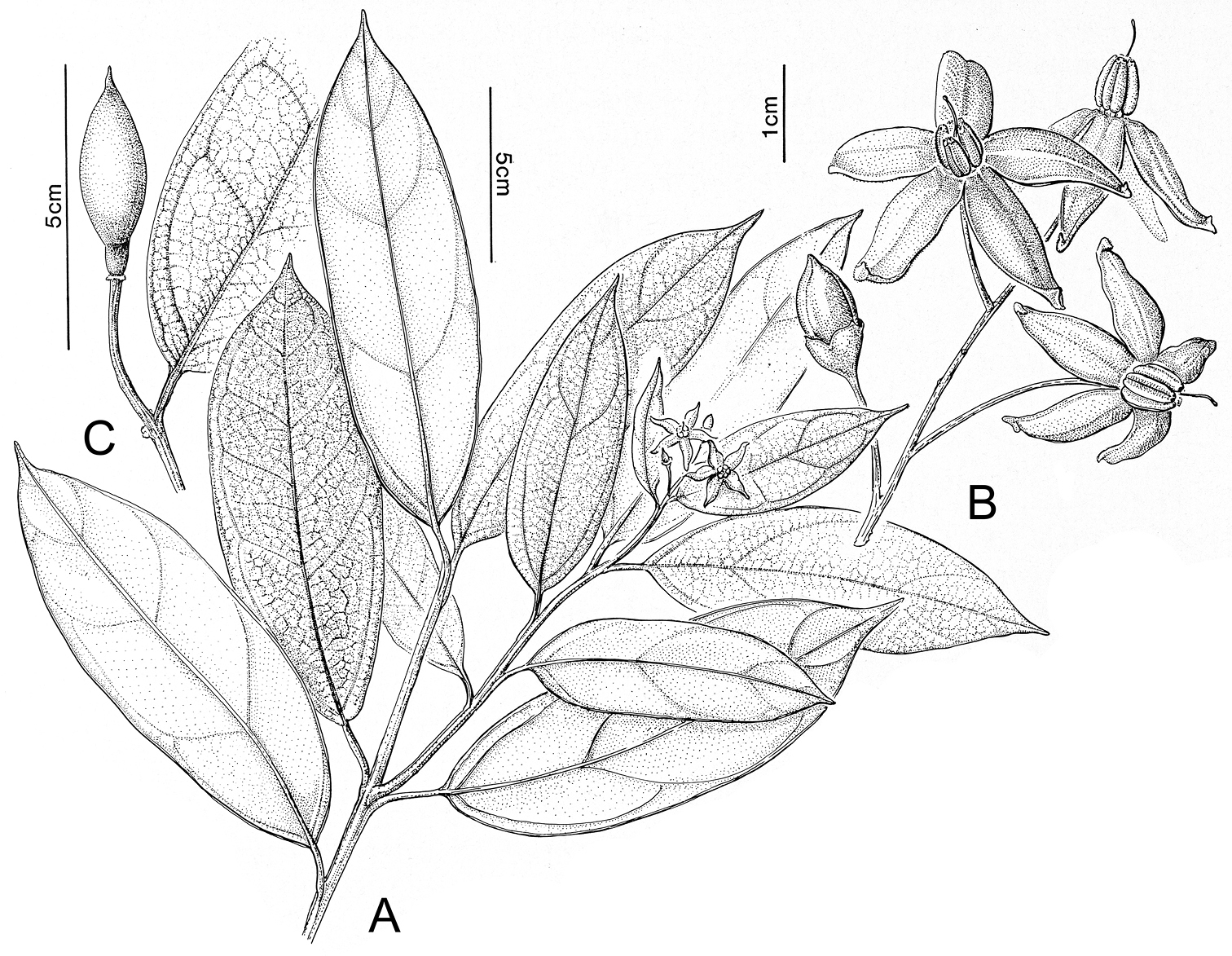 A revision of the “African Non-Spiny” Clade of Solanum L. (Solanum