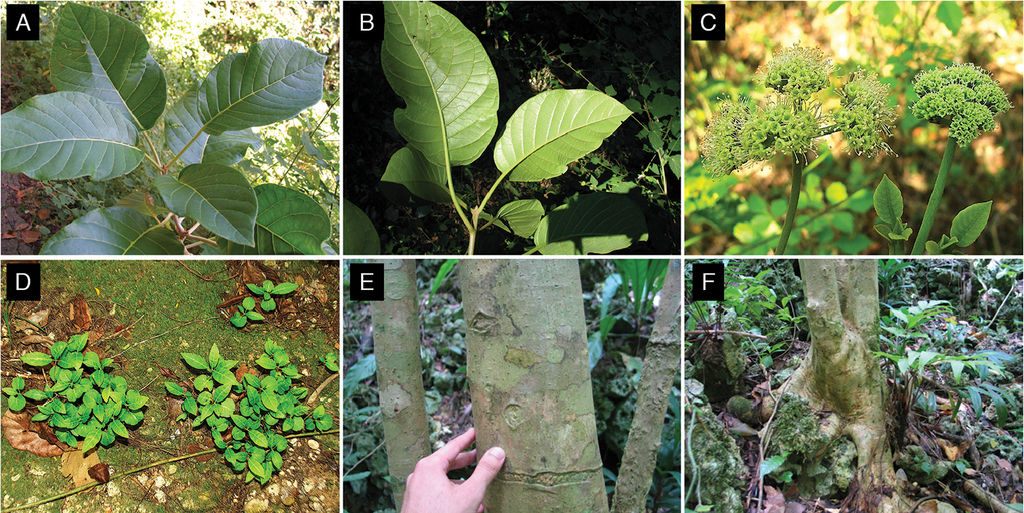 Two new endemic tree species from Puerto Rico: Pisonia horneae and ...