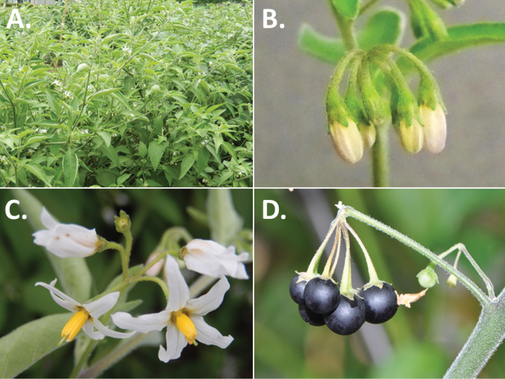 A Revision Of The Old World Black Nightshades Morelloid Clade Of Solanum L Solanaceae