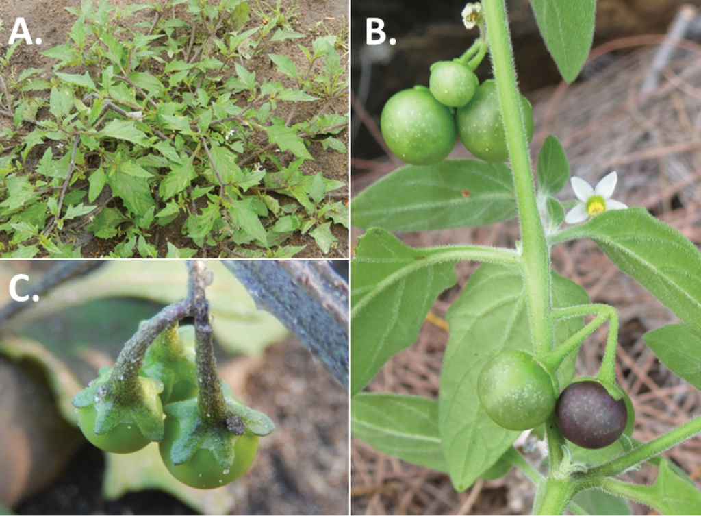Forstyrret prosa Had A revision of the Old World Black Nightshades (Morelloid clade of Solanum  L., Solanaceae)