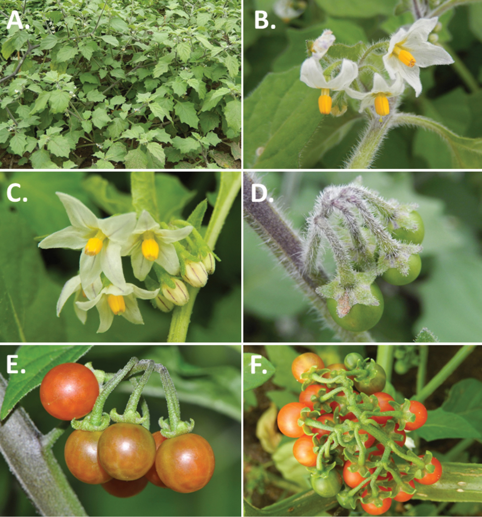 Forstyrret prosa Had A revision of the Old World Black Nightshades (Morelloid clade of Solanum  L., Solanaceae)